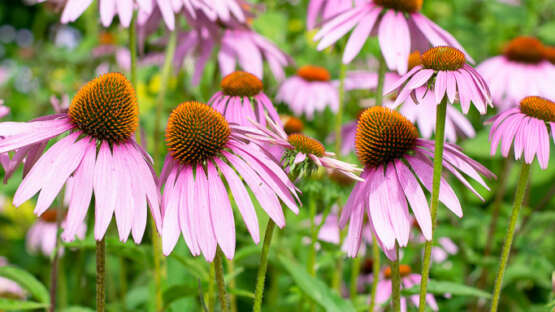 The gardens of Appeltern