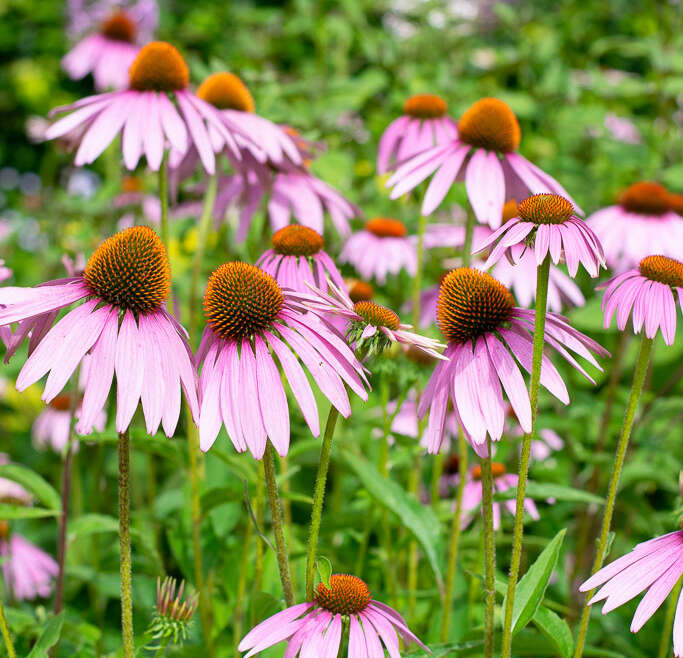 The gardens of Appeltern