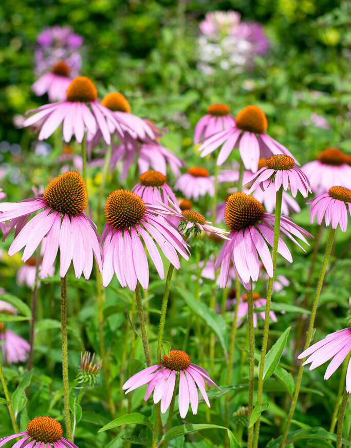 The gardens of Appeltern